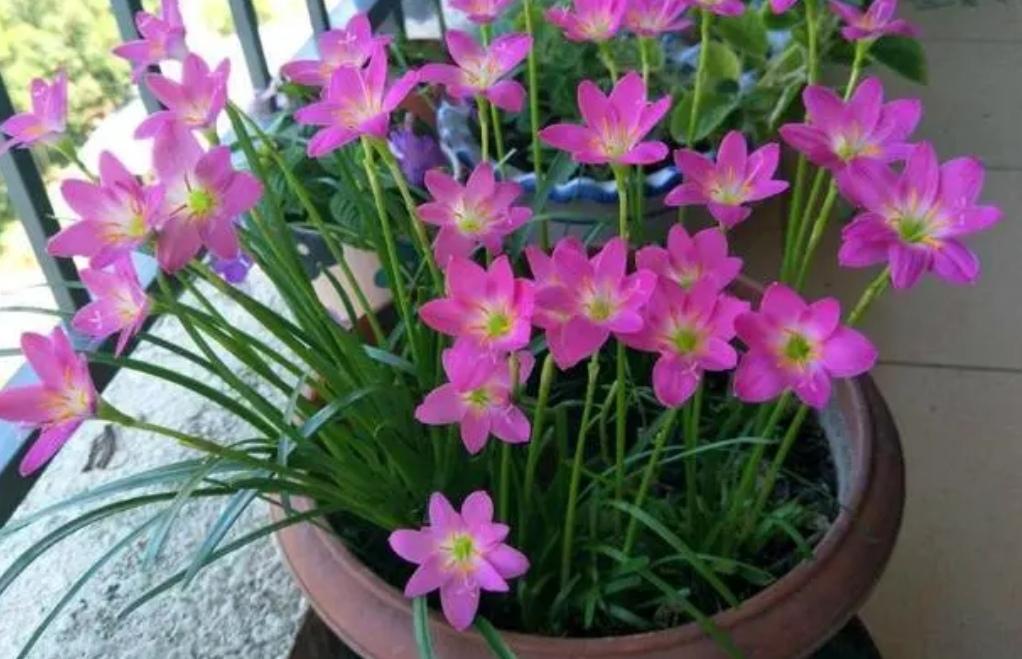 什么花適合在陽臺上養(yǎng)_陽臺上養(yǎng)花好嗎_陽臺上養(yǎng)什么花好看