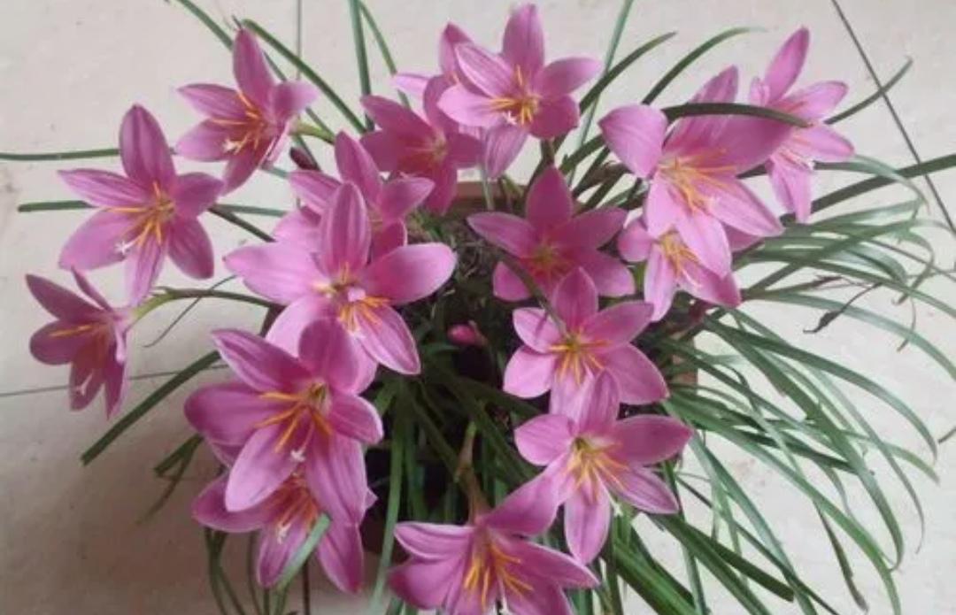 什么花適合在陽臺上養(yǎng)_陽臺上養(yǎng)花好嗎_陽臺上養(yǎng)什么花好看