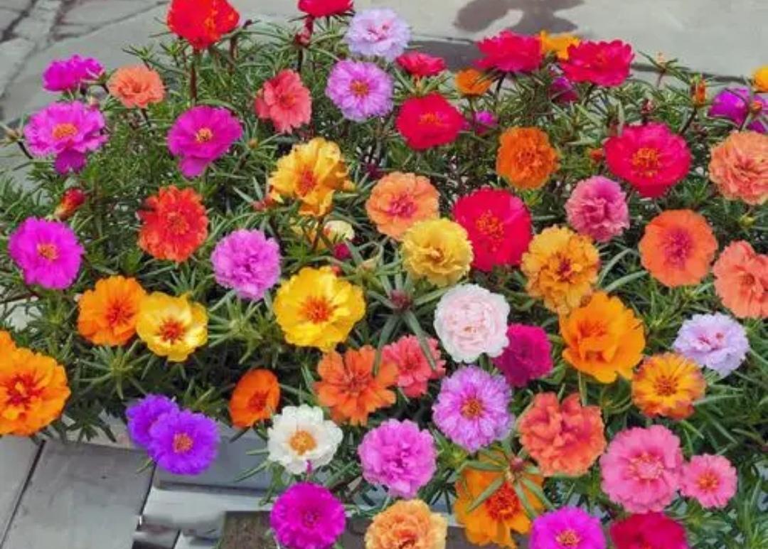 陽臺上養(yǎng)花好嗎_什么花適合在陽臺上養(yǎng)_陽臺上養(yǎng)什么花好看