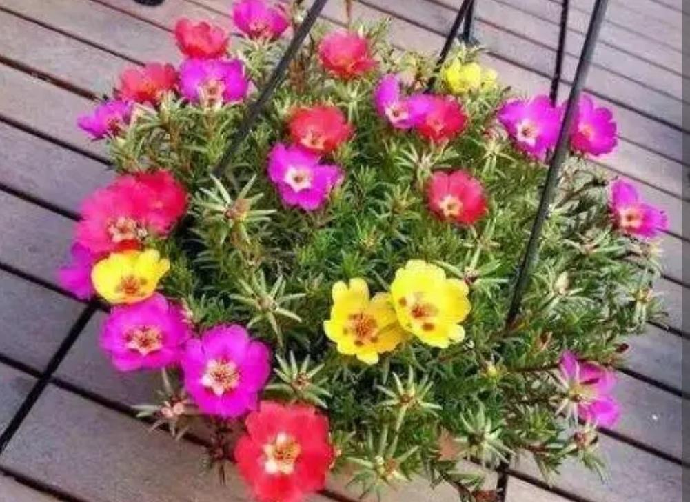 陽臺上養(yǎng)花好嗎_什么花適合在陽臺上養(yǎng)_陽臺上養(yǎng)什么花好看