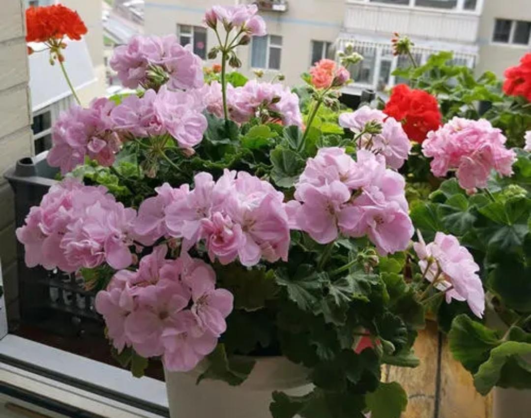 陽臺上養(yǎng)花好嗎_陽臺上養(yǎng)什么花好看_什么花適合在陽臺上養(yǎng)