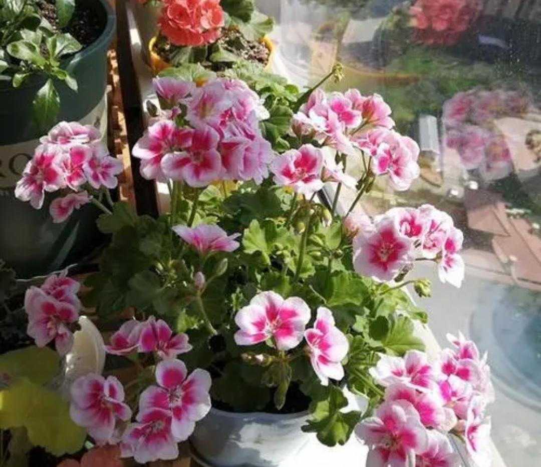 什么花適合在陽臺上養(yǎng)_陽臺上養(yǎng)什么花好看_陽臺上養(yǎng)花好嗎