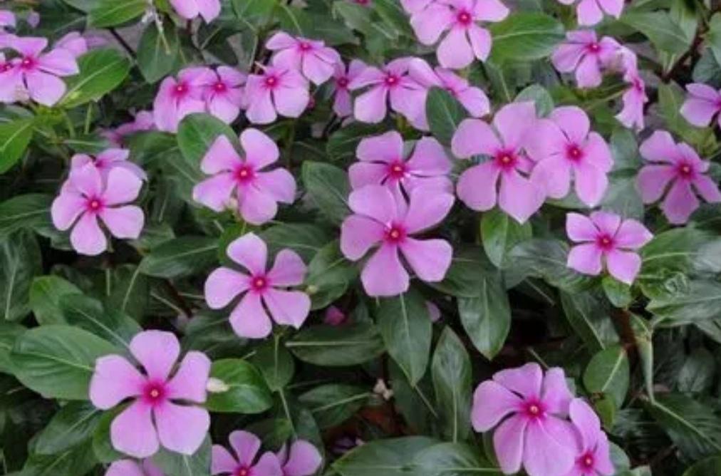 陽臺上養(yǎng)花好嗎_什么花適合在陽臺上養(yǎng)_陽臺上養(yǎng)什么花好看