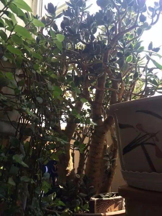 北方室內最好養的大型綠植_北方適合室內養的大盆植物_北方適合養什么大型綠植