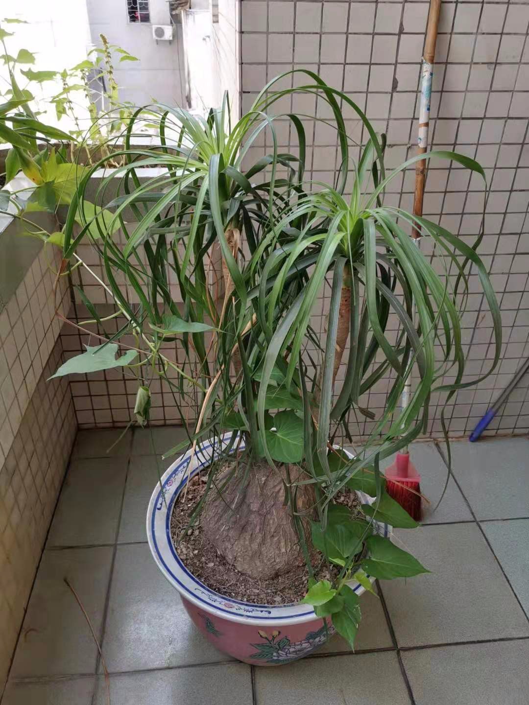 北方適合養什么大型綠植_北方適合室內養的大盆植物_北方室內最好養的大型綠植