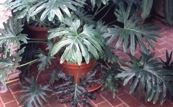 北方適合室內養的大盆植物_北方適合養什么大型綠植_北方室內最好養的大型綠植