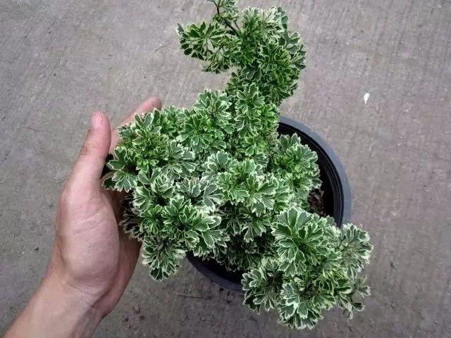 北方適合室內養的大盆植物_北方適合養什么大型綠植_北方室內最好養的大型綠植