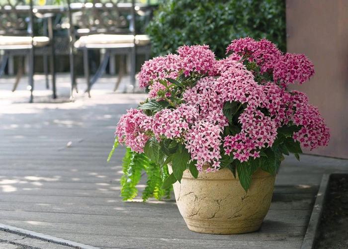 秋冬適合養(yǎng)花嗎_秋冬季養(yǎng)花什么比較好_適合秋冬季養(yǎng)的花草植物