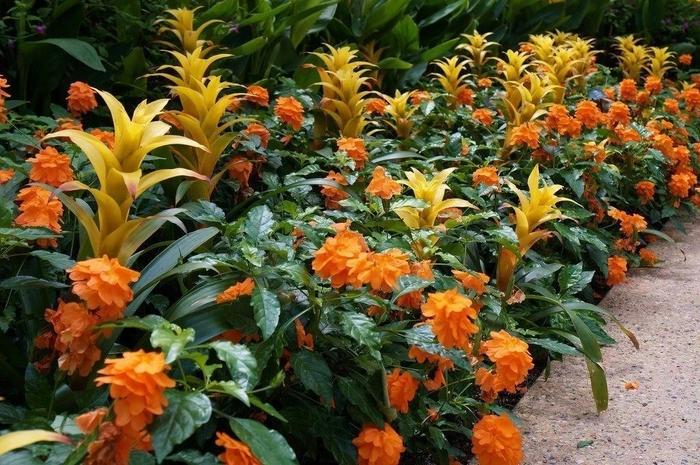 秋冬季養(yǎng)花什么比較好_秋冬適合養(yǎng)花嗎_適合秋冬季養(yǎng)的花草植物