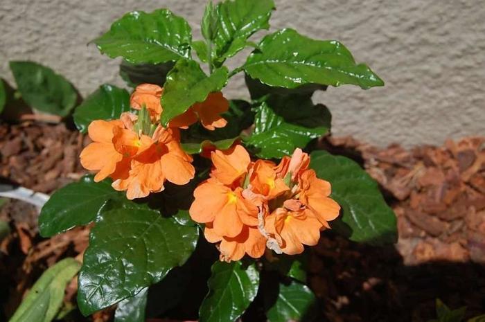 秋冬季養(yǎng)花什么比較好_適合秋冬季養(yǎng)的花草植物_秋冬適合養(yǎng)花嗎