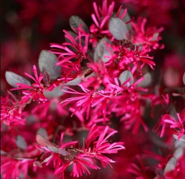 秋冬季養(yǎng)花什么比較好_秋冬適合養(yǎng)花嗎_適合秋冬季養(yǎng)的花草植物