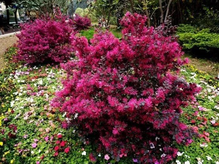 秋冬適合養(yǎng)花嗎_適合秋冬季養(yǎng)的花草植物_秋冬季養(yǎng)花什么比較好