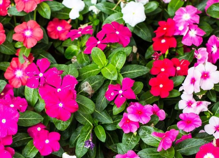 秋冬適合養(yǎng)花嗎_適合秋冬季養(yǎng)的花草植物_秋冬季養(yǎng)花什么比較好