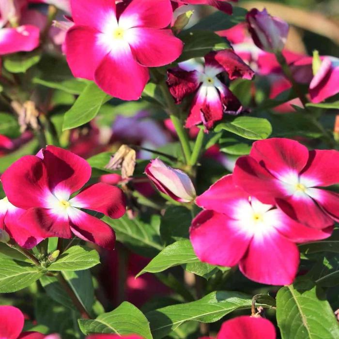 適合秋冬季養(yǎng)的花草植物_秋冬適合養(yǎng)花嗎_秋冬季養(yǎng)花什么比較好