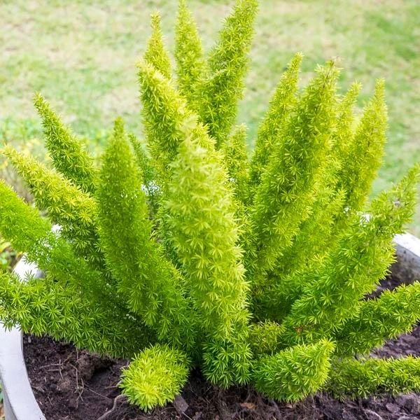 秋冬季養(yǎng)花什么比較好_適合秋冬季養(yǎng)的花草植物_秋冬適合養(yǎng)花嗎
