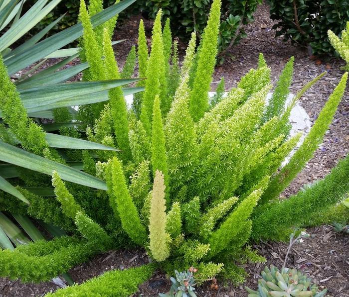 適合秋冬季養(yǎng)的花草植物_秋冬季養(yǎng)花什么比較好_秋冬適合養(yǎng)花嗎