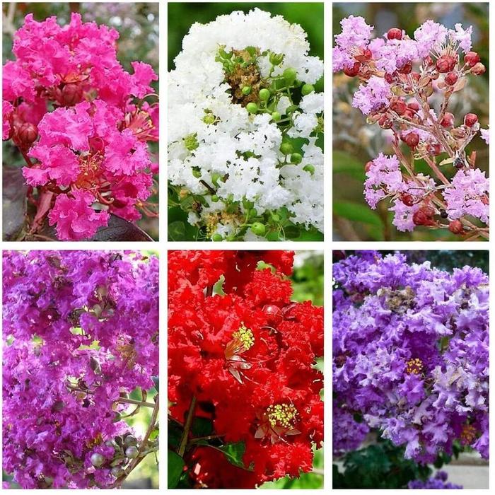 適合秋冬季養(yǎng)的花草植物_秋冬季養(yǎng)花什么比較好_秋冬適合養(yǎng)花嗎