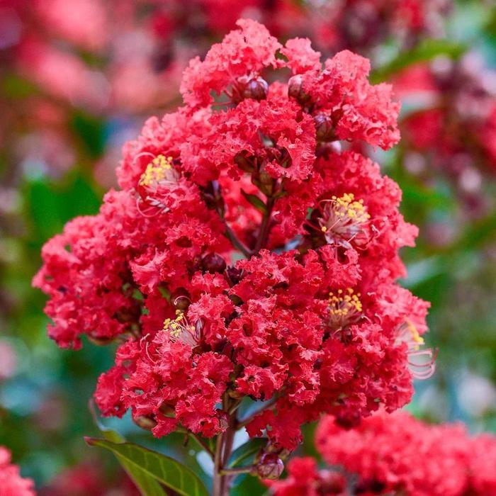 秋冬季養(yǎng)花什么比較好_適合秋冬季養(yǎng)的花草植物_秋冬適合養(yǎng)花嗎