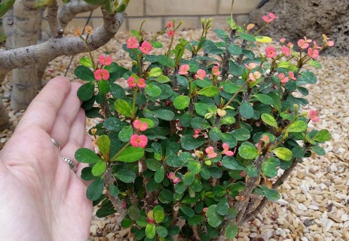 秋冬適合養(yǎng)花嗎_適合秋冬季養(yǎng)的花草植物_秋冬季養(yǎng)花什么比較好