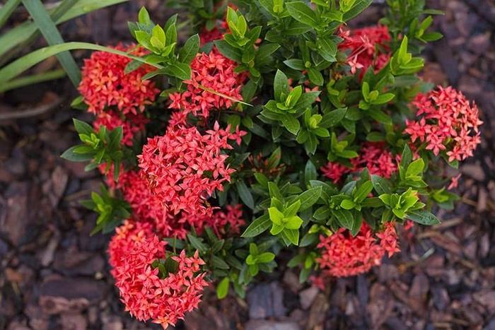 適合秋冬季養(yǎng)的花草植物_秋冬季養(yǎng)花什么比較好_秋冬適合養(yǎng)花嗎
