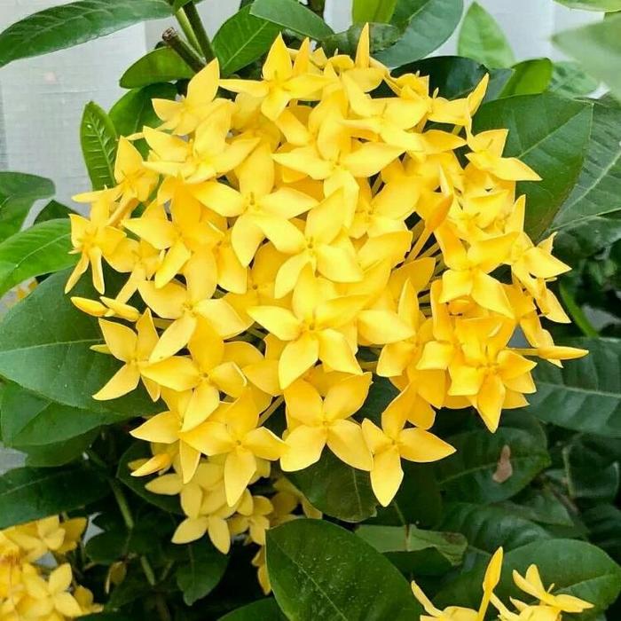 適合秋冬季養(yǎng)的花草植物_秋冬適合養(yǎng)花嗎_秋冬季養(yǎng)花什么比較好
