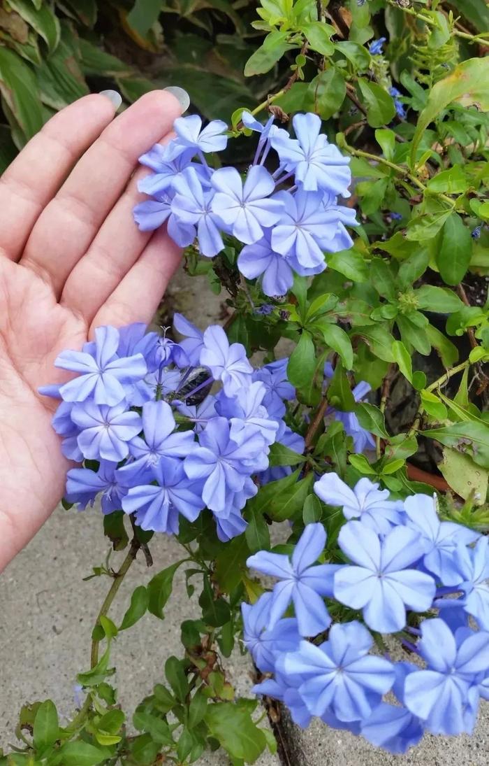 適合秋冬季養(yǎng)的花草植物_秋冬適合養(yǎng)花嗎_秋冬季養(yǎng)花什么比較好