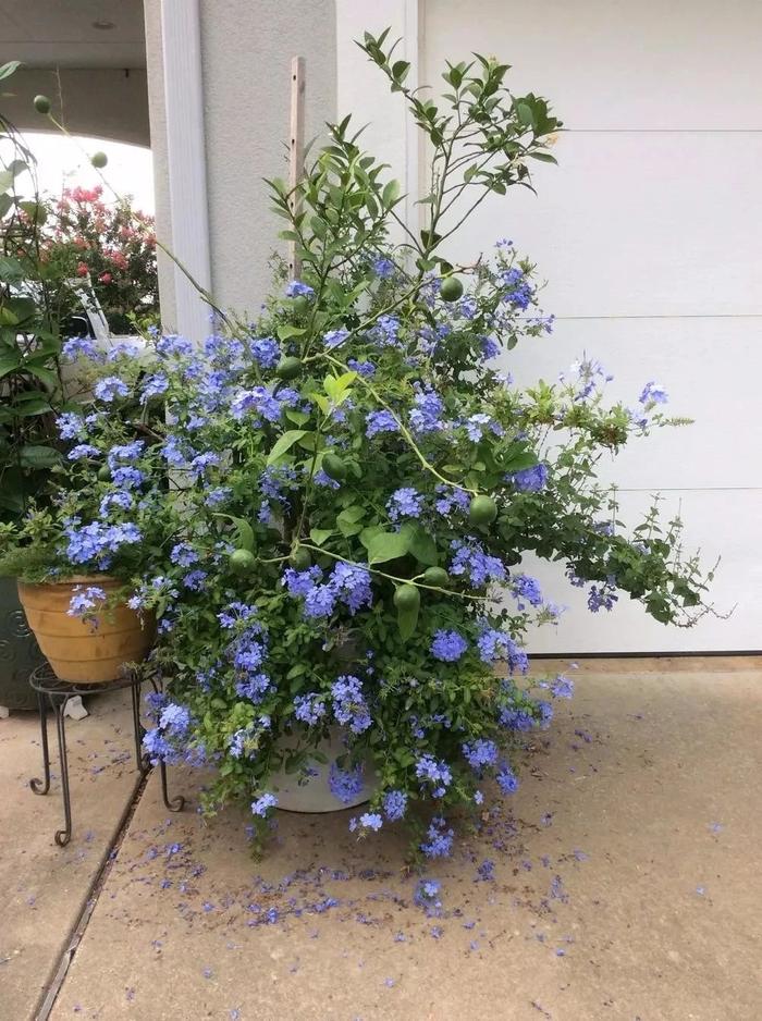 適合秋冬季養(yǎng)的花草植物_秋冬季養(yǎng)花什么比較好_秋冬適合養(yǎng)花嗎