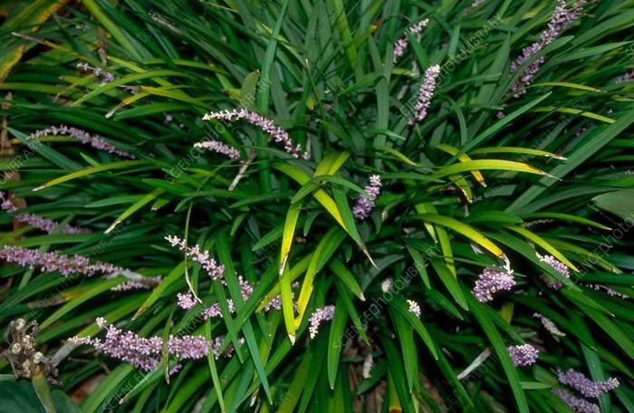 秋冬適合養(yǎng)花嗎_適合秋冬季養(yǎng)的花草植物_秋冬季養(yǎng)花什么比較好