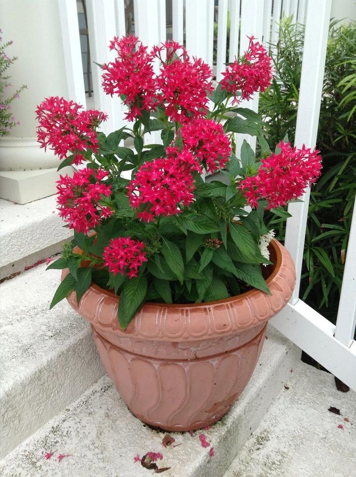 秋冬適合養(yǎng)花嗎_秋冬季養(yǎng)花什么比較好_適合秋冬季養(yǎng)的花草植物