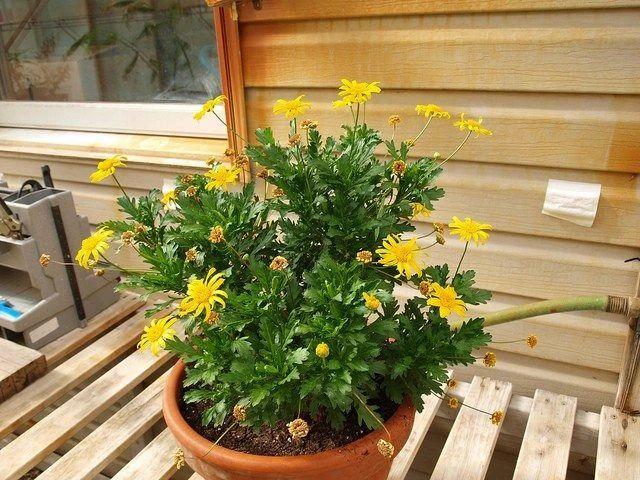 秋冬適合養(yǎng)花嗎_適合秋冬季養(yǎng)的花草植物_秋冬季養(yǎng)花什么比較好