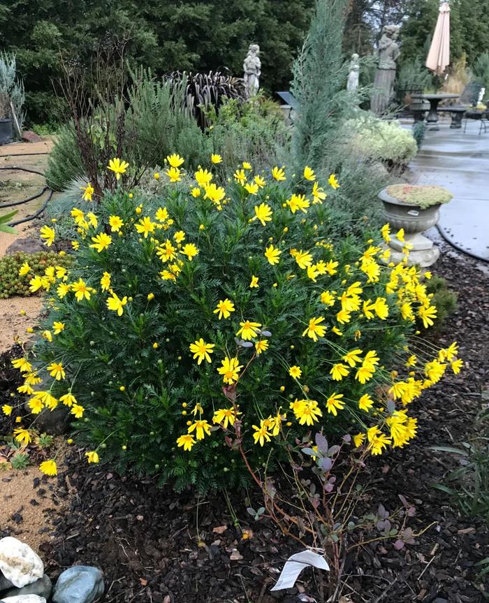 適合秋冬季養(yǎng)的花草植物_秋冬適合養(yǎng)花嗎_秋冬季養(yǎng)花什么比較好