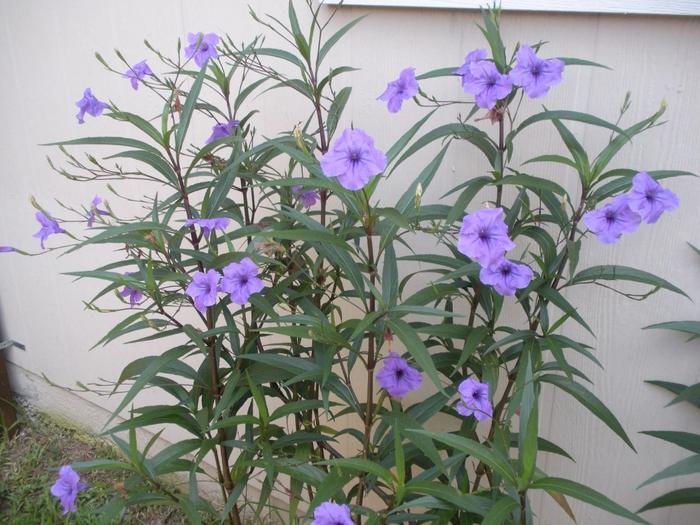 秋冬季養(yǎng)花什么比較好_秋冬適合養(yǎng)花嗎_適合秋冬季養(yǎng)的花草植物