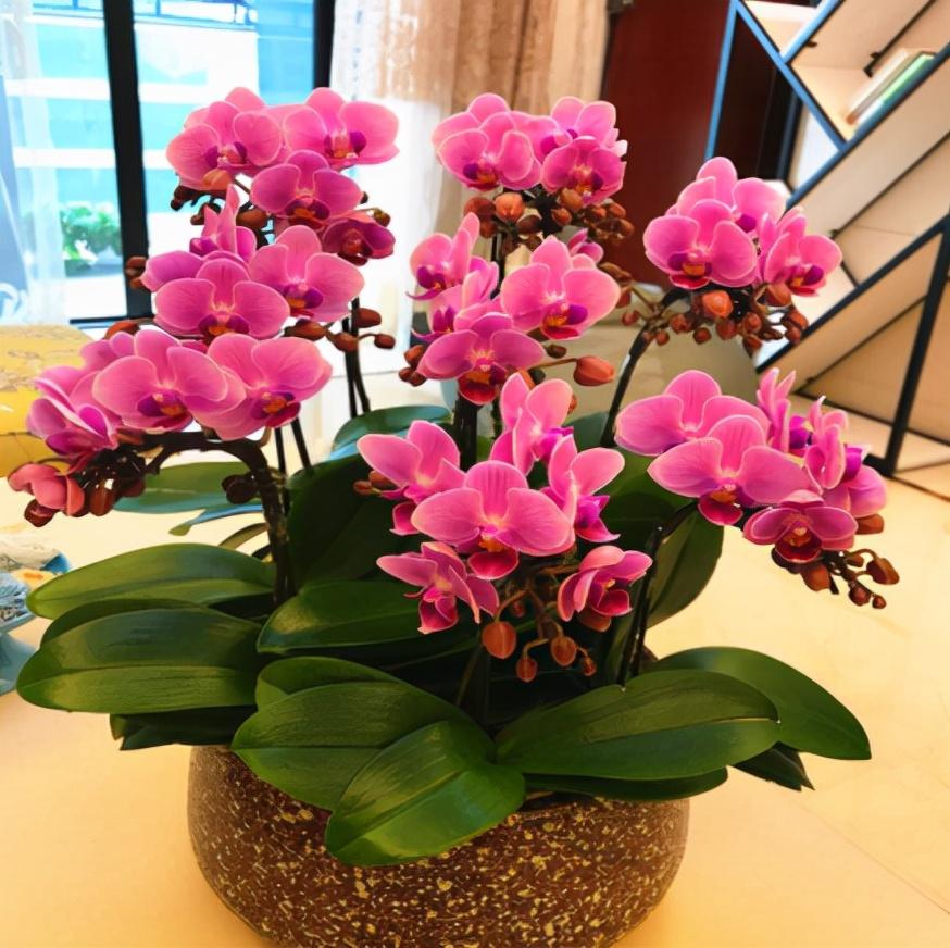 6種“大漂亮花”，客廳養太劃算，看多久都不討厭