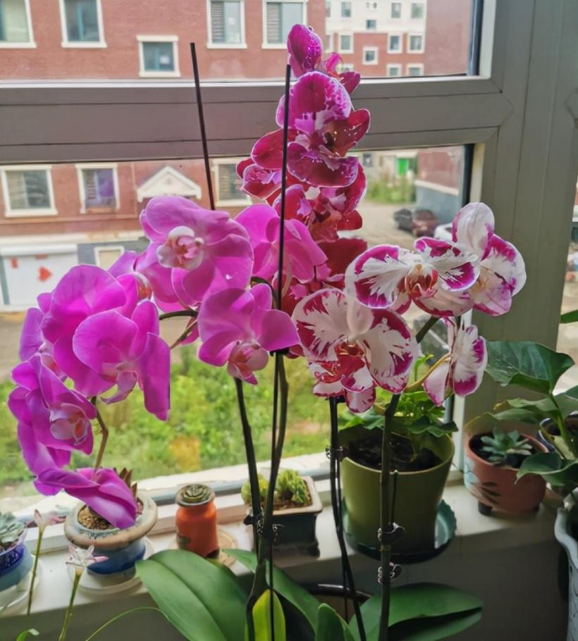 客廳好看養綠植好嗎_客廳什么綠植好養又好看_客廳好看養綠植好嗎圖片