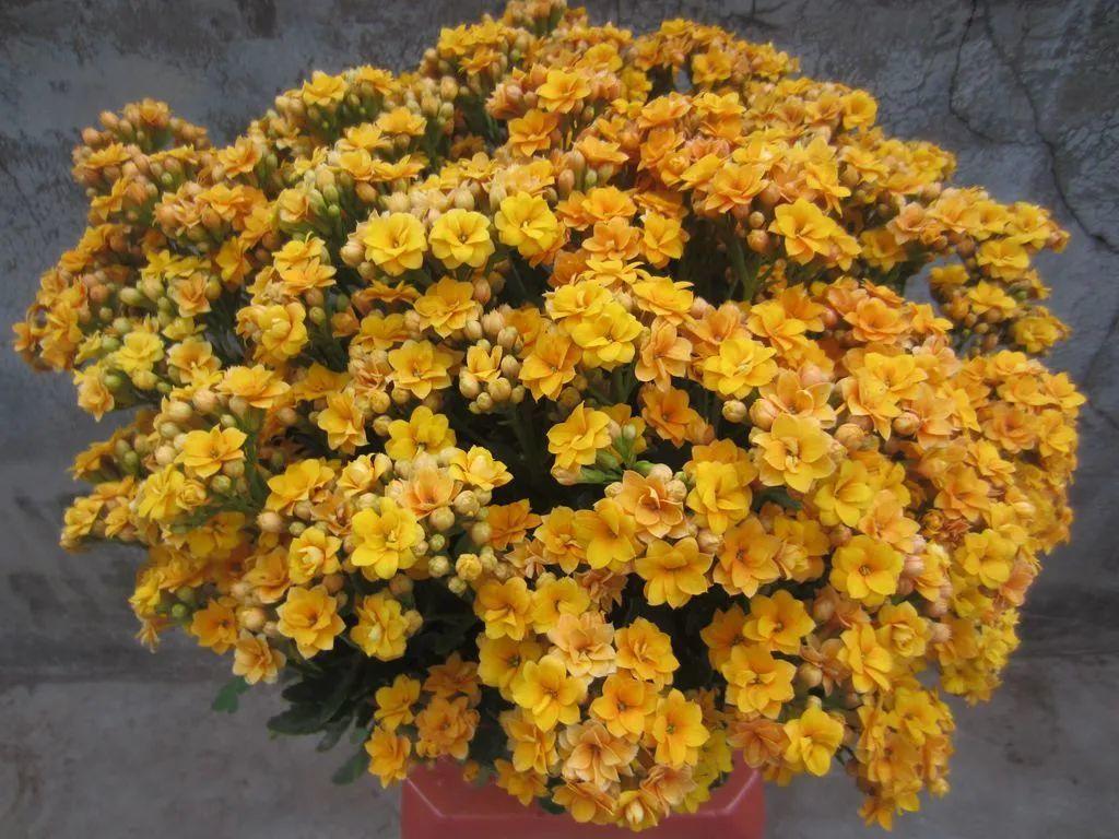 客廳好看養綠植好嗎圖片_客廳什么綠植好養又好看_客廳好看養綠植好嗎
