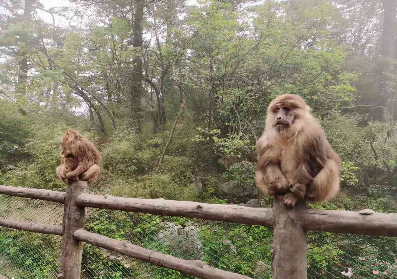自駕游峨眉山旅游攻略一日游_峨眉山旅游攻略自駕_自駕攻略峨眉旅游山路