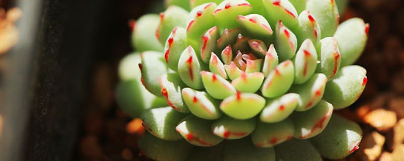 多肉植物喜陽喜陰_多肉在陰涼養好嗎_多肉喜歡陽光還是陰涼