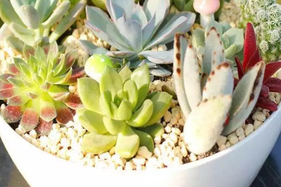 多肉植物喜陽喜陰_多肉喜歡陽光還是陰涼_多肉在陰涼養好嗎