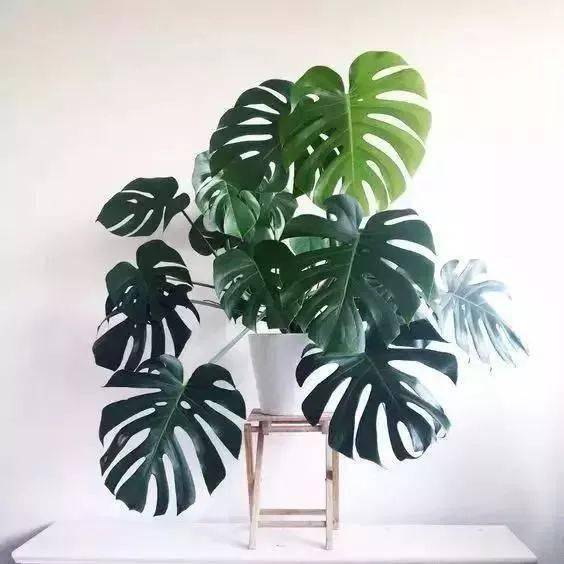 搬進新家一定要養的10種綠植，漂亮又好養！