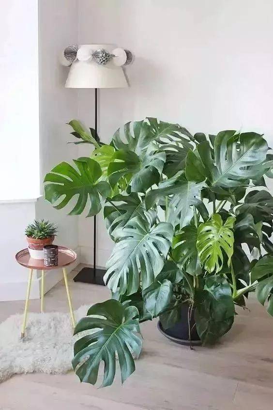 適合客廳養的花_客廳養適合花草的植物_客廳適合養的花