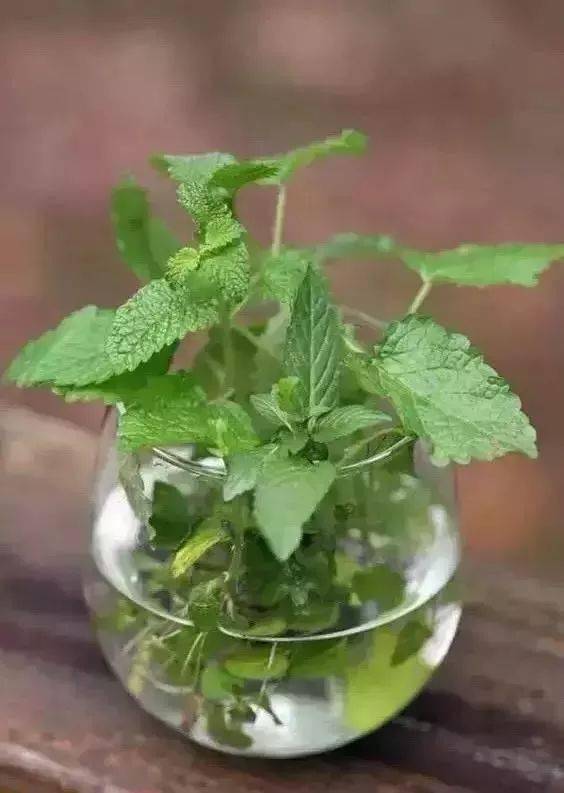客廳養適合花草的植物_適合客廳養的花_客廳適合養的花