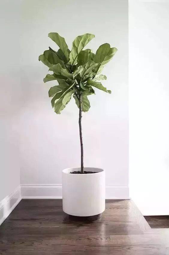 適合客廳養的花_客廳適合養的花_客廳養適合花草的植物