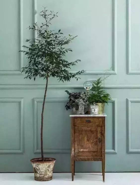 適合客廳養的花_客廳養適合花草的植物_客廳適合養的花