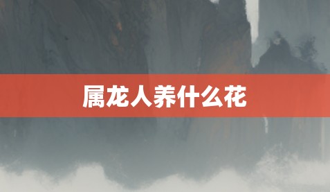 屬龍人養什么花