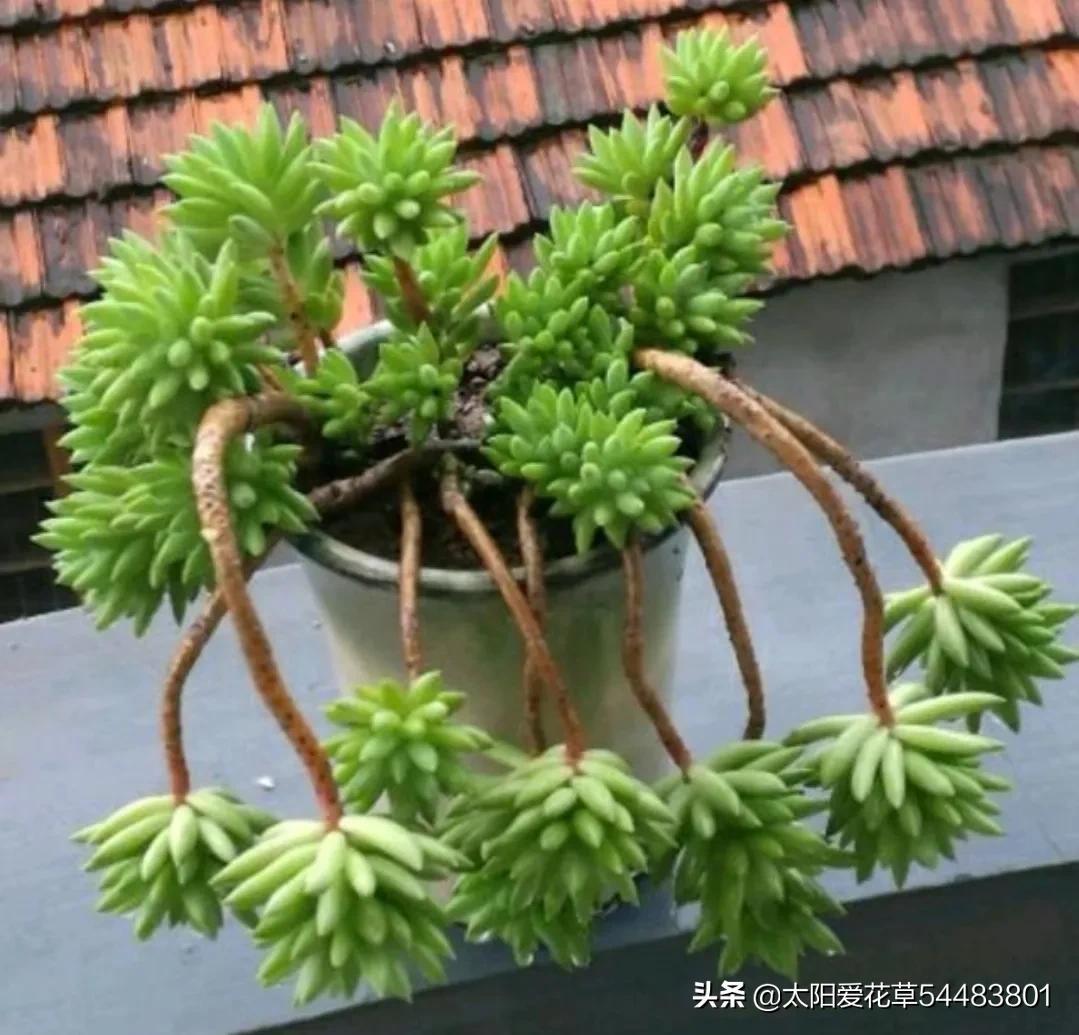 9月養殖多肉千佛手，做好3件事，養出漂亮的紅葉尖