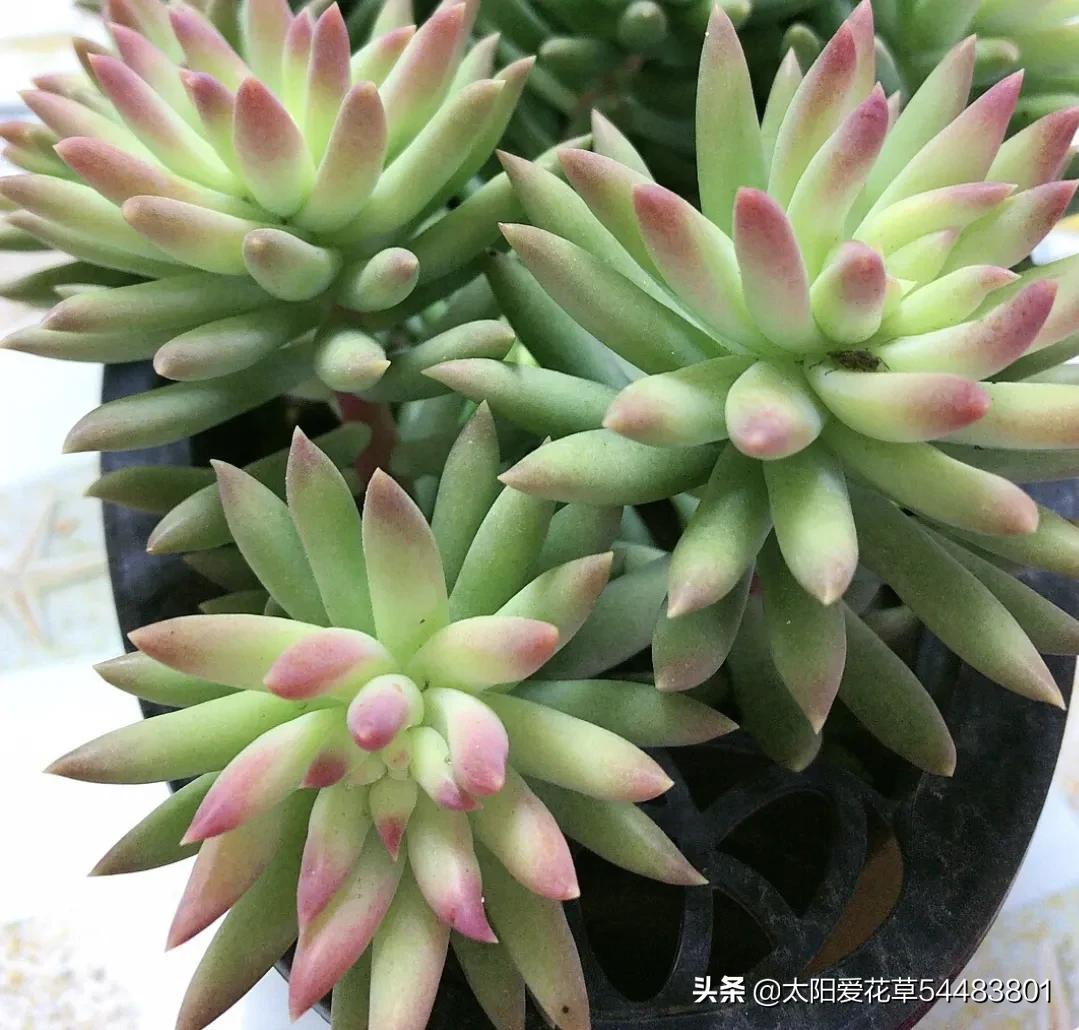 千佛手多肉植物_多肉千佛手的寓意_多肉千佛手掌的養殖方法