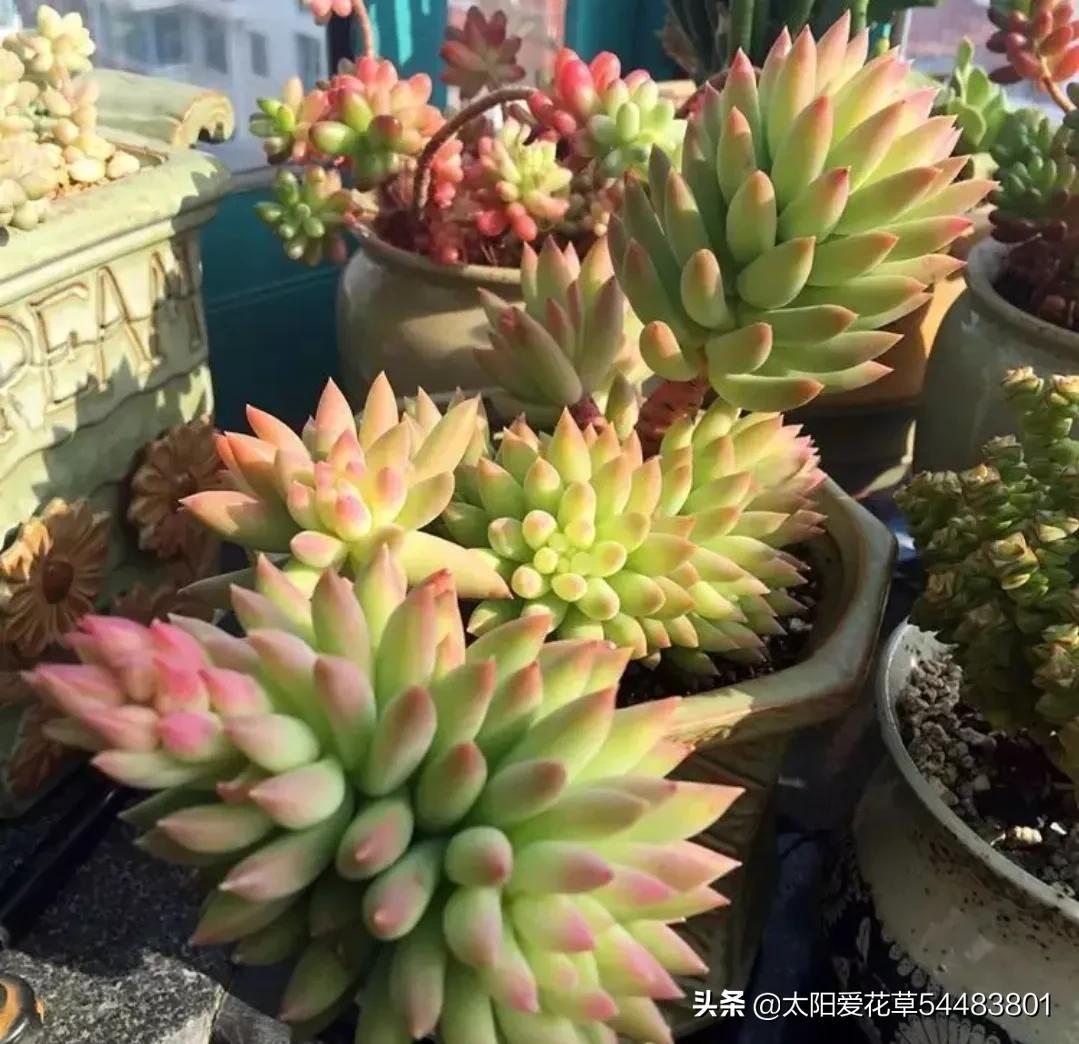 多肉千佛手掌的養殖方法_多肉千佛手的寓意_千佛手多肉植物