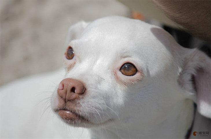 狗狗多久來一次月經 一般多久結束