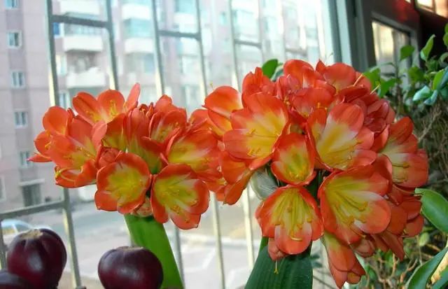 盆栽長(zhǎng)得大嗎_大盆栽綠植_大盆栽什么植物好養(yǎng)