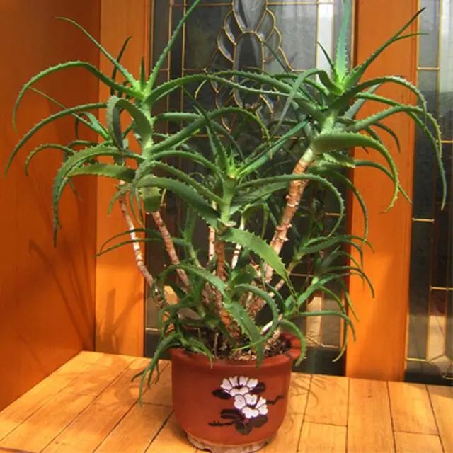 大盆栽什么植物好養(yǎng)_盆栽長(zhǎng)得大嗎_大盆栽綠植